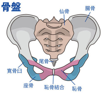 骨盤とは