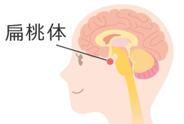 痛みの起こる仕組み　扁桃体