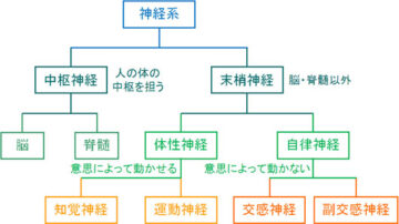 神経について